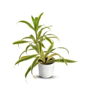 Dracaena Song of India