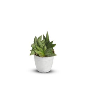 Sansevieria Clylindrica