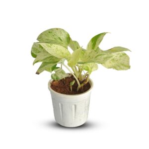 Money Plant Marble Queen